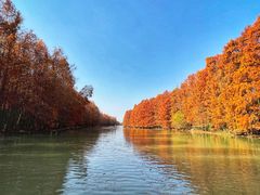 -上海海湾国家森林公园