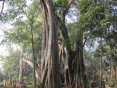 景点-瑞丽独树成林风景区