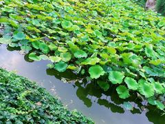-紫荆山公园