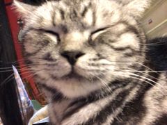 -猫色咖啡·猫咖