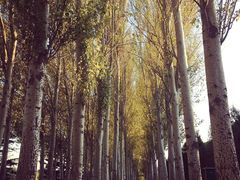 -北京拉斐特城堡酒店