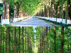 -黄海国家森林公园