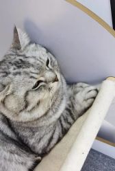 -飞梵造型