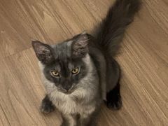 -十年猫舍·猫咪专门店(普陀店)