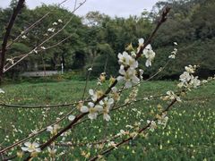 -云溪植物园