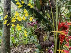 -中国科学院西双版纳热带植物园