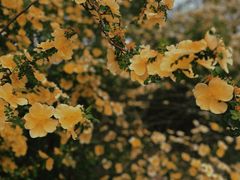 -天津东丽湖风景区