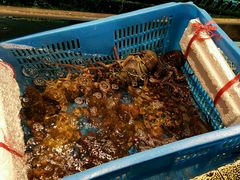 水产区-海龙珠海鲜餐厅