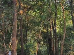 -火炉山森林公园