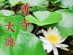 -西安大兴善寺