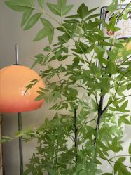 -变美丽半永久纹眉连锁·机器野生眉•洗眉