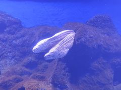 -新加坡海洋生态馆