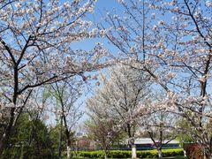 -高东镇樱花园