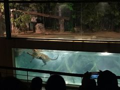 -清迈夜间动物园