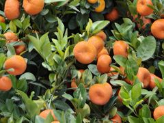 -东川新街市(东川市场店)