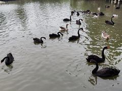 -溱湖国家湿地公园