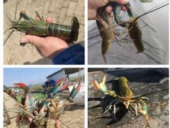 -双海酒店·海鲜家常菜(南戴河店)