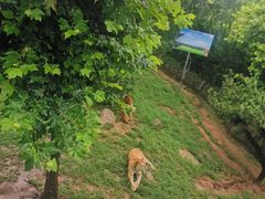 -西霞口神雕山野生动物世界