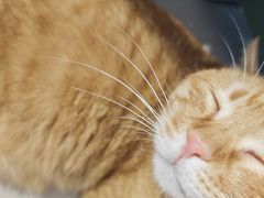 -平行世界·猫咖(首经贸店)