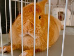 -more than meow吴止猫主题餐厅(承德 中船汇店)