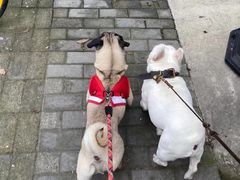 -萌宠之家·腊肠犬·马尔泰·小体犬舍