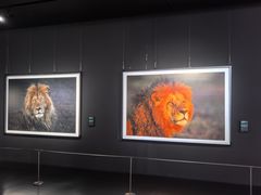 -罗红摄影艺术馆