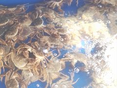 -阳澄湖大闸蟹·琼灵阁牌品牌连锁(吴中总店)