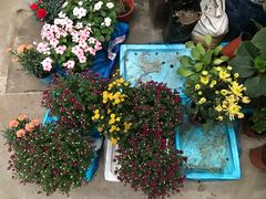 -龙大花卉苗木市场