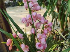 -国家植物园南园