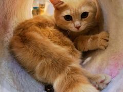 -COLOR PETS 撸猫馆·购猫·猫咖(长风大悦城店)