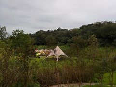 -大塘金香草谷