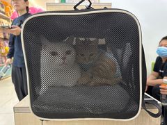 -北京观赏动物医院·24小时大型综合·猫专科·异宠专科