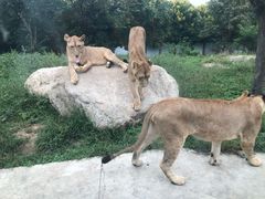 -西安秦岭野生动物园