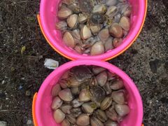 -西涌国际滨海旅游区