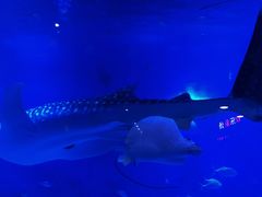 -烟台海昌鲸鲨海洋公园