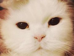 -彩虹桥宠物火化殡葬善终服务(金乐大厦店)