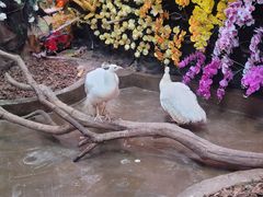 -正佳雨林生态植物园