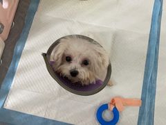 -严国平动物医院(德政总院)