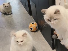 -瞄一喵猫咖(格力海岸店)