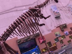 -陕西自然博物馆