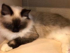 -more than meow吴止猫主题餐厅(承德 中船汇店)