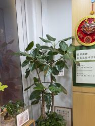 -小洁美甲美睫半永久定妆