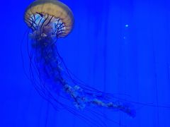 -上海海洋水族馆