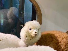 -藦茜花园宠物主题亲子互动体验馆(国顺东路店)