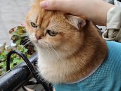 -御蝶坊KNAC(留仙居店)