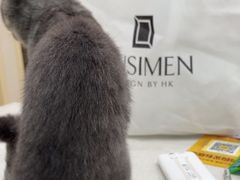 -安安宠医宠物医院·异宠·犬猫内科(岳阳分院)