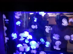 景点-烟台海昌鲸鲨海洋公园