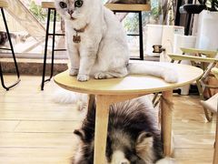 -李小姐の猫咖啡馆(五角场店)