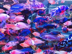 -中环花鸟鱼虫市场