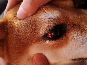 人均 -爱侣宠物诊所(还珠路店)宠物医院|上虞区其他我要评价|人均